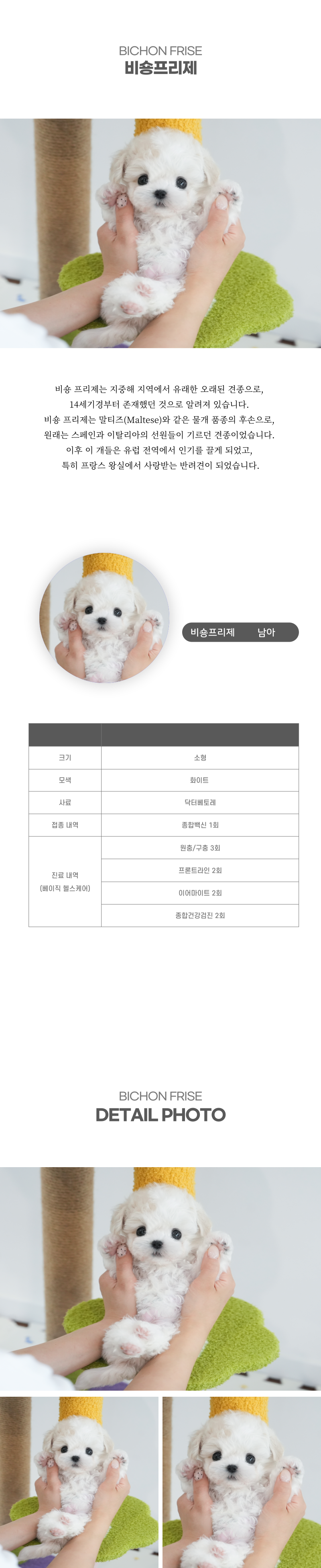 미니비숑_상세이미지_2